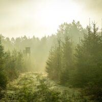 aerial photography of pine trees during daytime